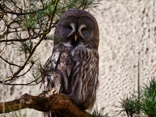 Foto Owl staring directly