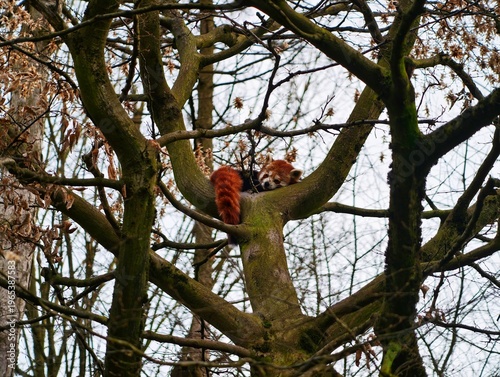 фотографія Peaceful scene featuring red panda