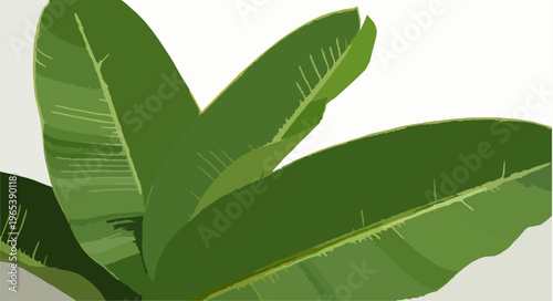 Fresh green banana leaves isolated on white background eco concept