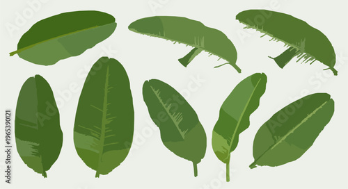 Fresh tropical banana leaves isolated on white eco friendly concept