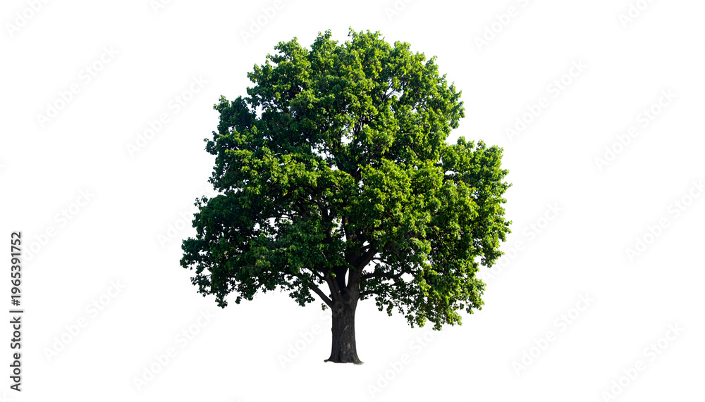 Fototapeta premium Isolated deciduous tree, lush green leaves, dark trunk, against black background