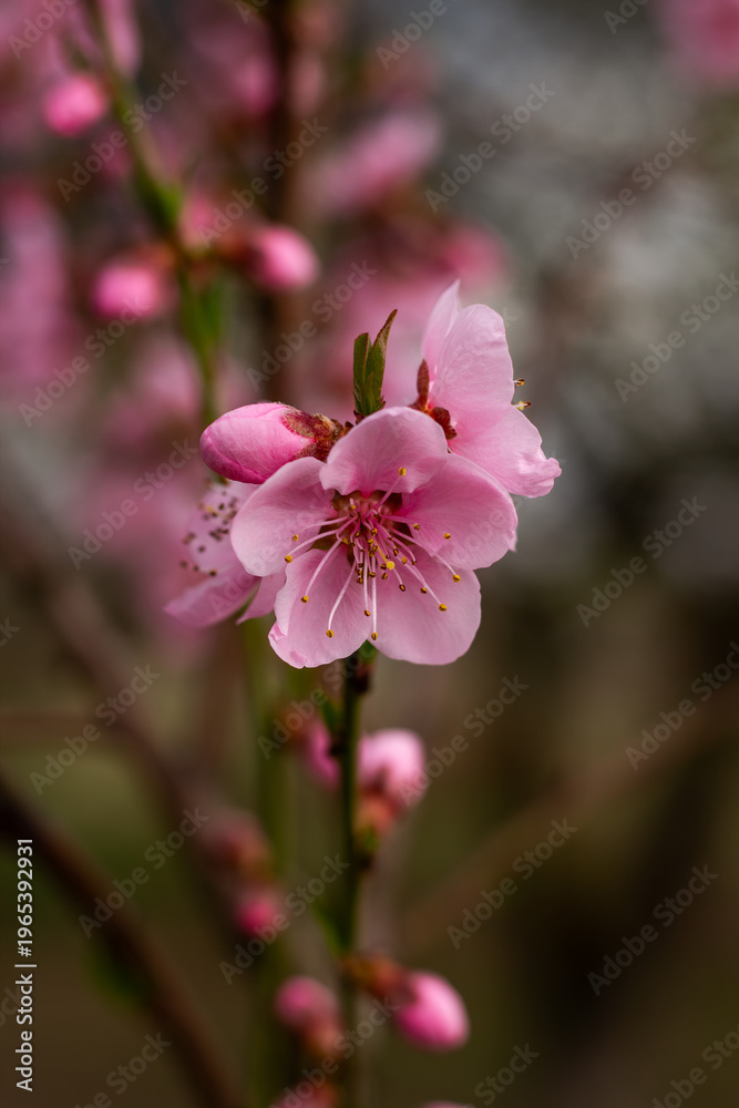 Obraz premium Blooming pink flowers on branch with soft blurred background. Spring blossom close up showing delicate petals and buds in natural light, perfect for nature themes, seasonal design and floral visuals.