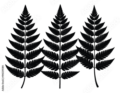 Three tall evergreen trees with distinct needle patterns standing side by side