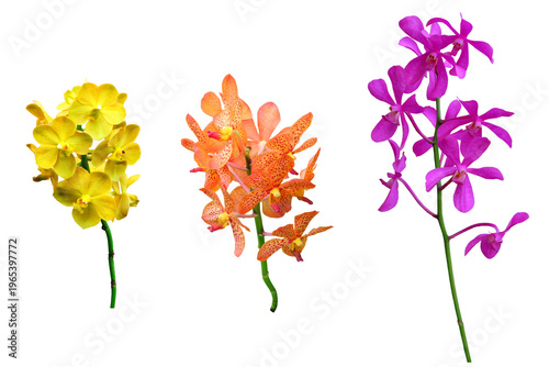 A close-up image of three blooming orchid bouquets of different colors and varieties, isolated on a PNG file with a transparent background.