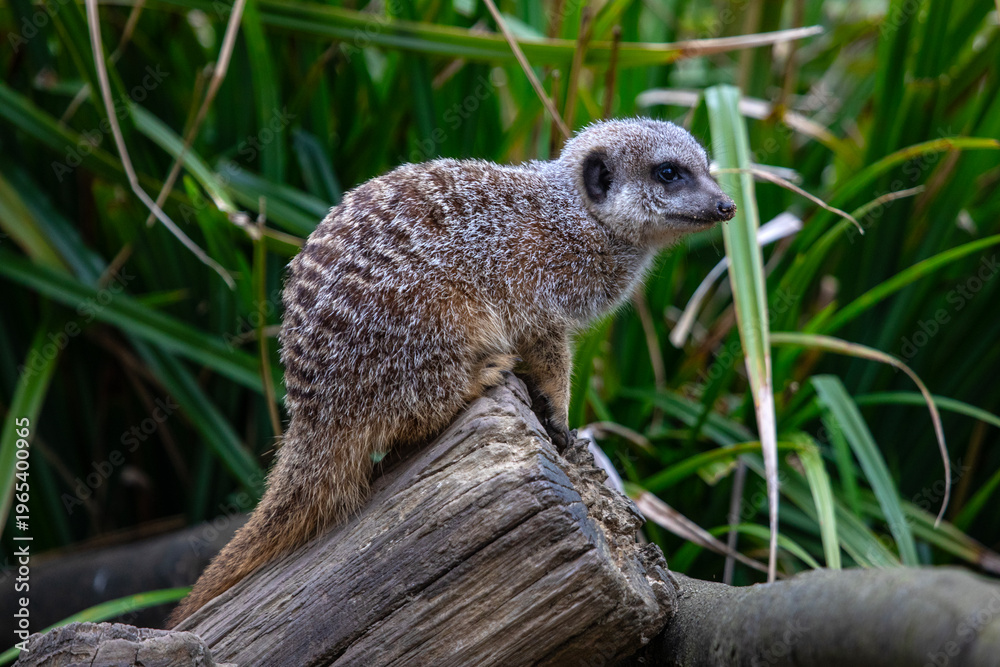 Fototapeta premium Meerkat