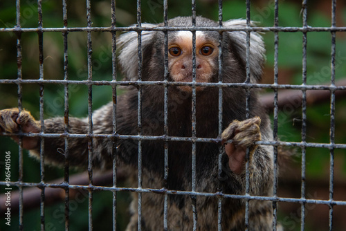 Obraz na płótnie Common Marmoset
