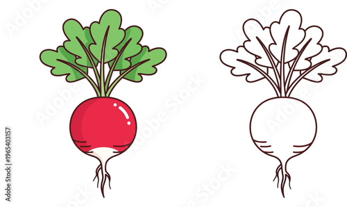 Fresh radish vegetable vector illustration with a black and white outline version for children's coloring book, isolated on white background for organic food and garden design