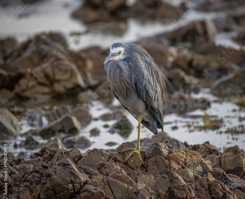 A white faced heron, a successful wader and predator, with fluffed feathers stands balanced on one leg on the rugged shoreline rocks on the coast at Brooms Head in New South Wales, Australia.
