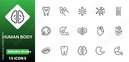 Line icons of anatomy, human body organ line icon set. Linear icon collection. Editable stroke. Vector illustration