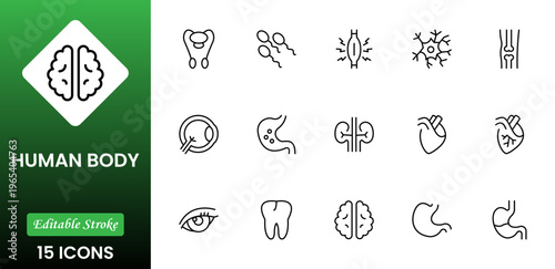 Line icons of anatomy, human body organ line icon set. Linear icon collection. Editable stroke. Vector illustration