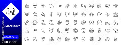 Line icons of anatomy, human body organ line icon set. Linear icon collection. Editable stroke. Vector illustration