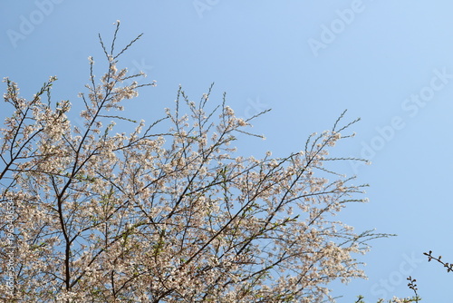 青空に満開の桜　春の公園