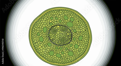 Close-up illustration of a plant stem cross-section with vascular bundles and cells