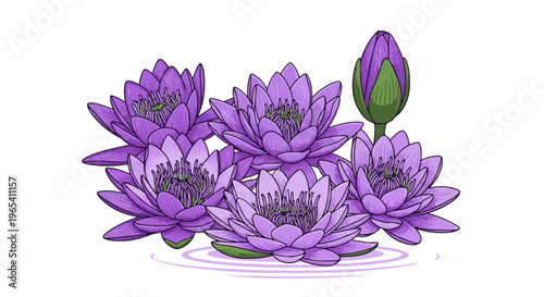 Cluster of blooming purple water lilies, one bud