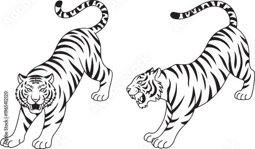 Photography Set of big tigers