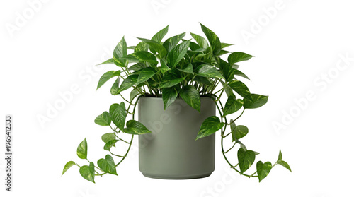 Bilde på lerret Potted golden pothos plant with trailing vines on transparent background
