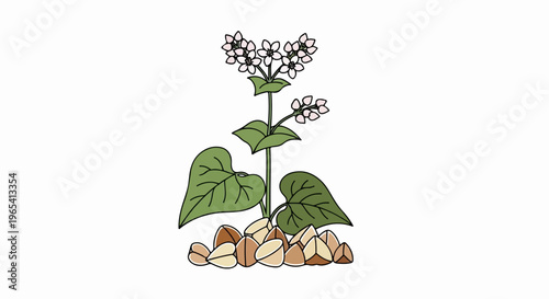 A cartoon illustration of a buckwheat plant with pink flowers and grain
