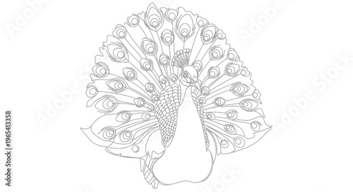 Elegant Peacock line art drawing with fanned tail feathers