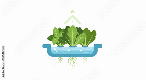 Three leafy plants growing in a hydroponic water system with roots visible