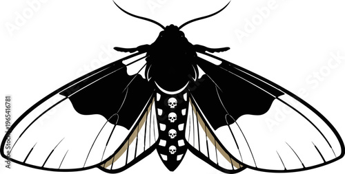 Black moth with skull pattern on abdomen, striking white wings