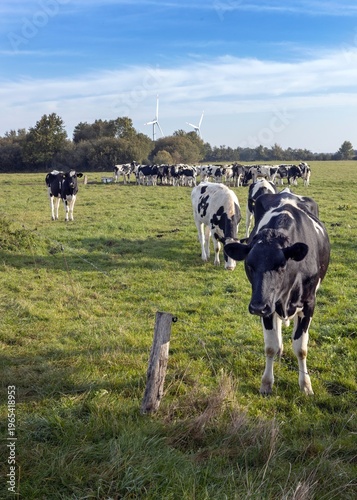 Obraz na plátně Landscape with dairy cows in rural landscapes in Germany in a meadow