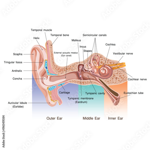 Detailed human ear anatomy illustration showing outer, middle, and inner ear structures including cochlea, semicircular canals, ossicles, and auditory nerve.