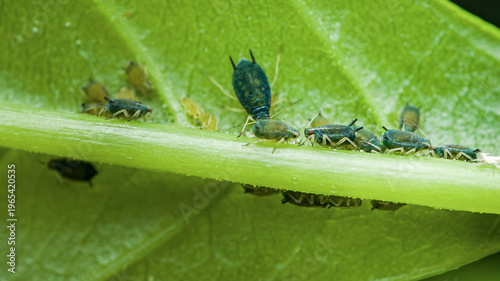 Foto Aphids colonizing green plant stem, creating infestation