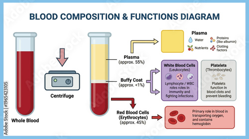 Comprehensive scientific diagram detailing human blood composition, including plasma, red and white blood cells, platelets, and their vital physiological functions in the body
