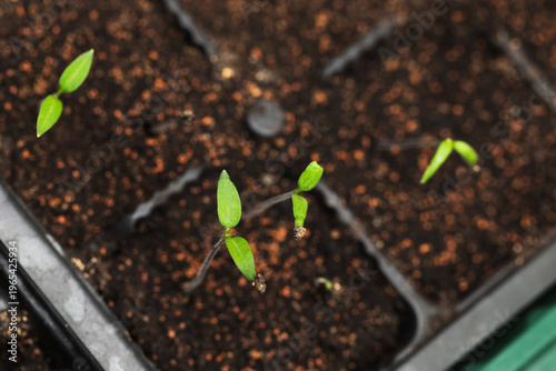 Photography Top view of delicate green seedlings emerge from rich soil in a plastic seed tra