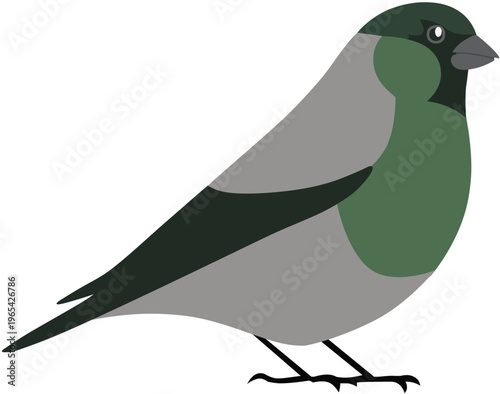 Green bullfinch bird vector illustration in simple cartoon style