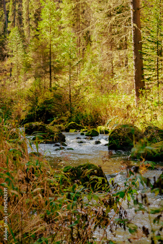 Mountain river in the forest
