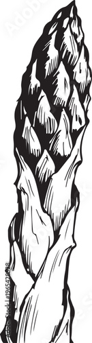 Artistic black and white drawing of a fresh asparagus spear, showcasing its natural texture and healthy organic appeal, ideal for culinary and dietary designs, promoting wholesome garden produce