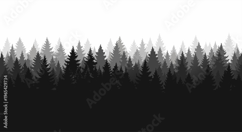 Silhouette of a dense forest of pine trees against a white background