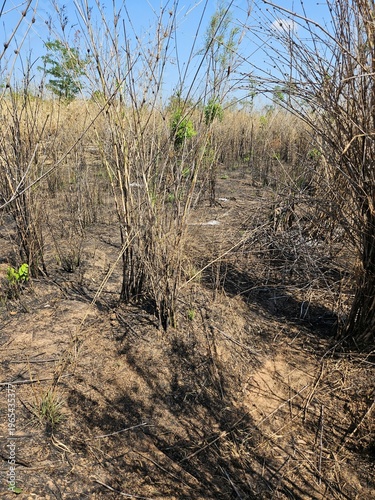 Arid landscape of dry burnt bushes and withered vegetation on scorched earth in Gia Lai, Vietnam, during the dry season.