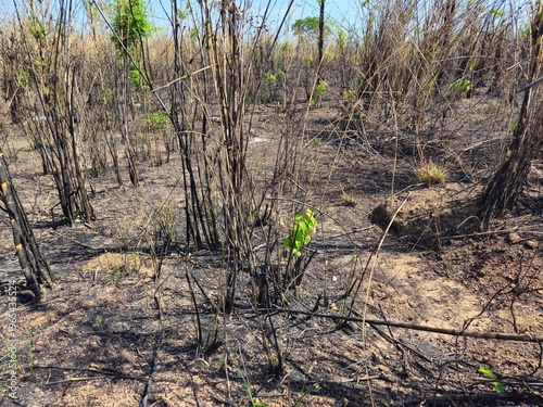 Arid landscape of dry burnt bushes and withered vegetation on scorched earth in Gia Lai, Vietnam, during the dry season.