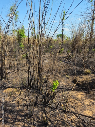 Arid landscape of dry burnt bushes and withered vegetation on scorched earth in Gia Lai, Vietnam, during the dry season.