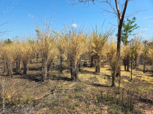 Arid landscape of dry burnt bushes and withered vegetation on scorched earth in Gia Lai, Vietnam, during the dry season.