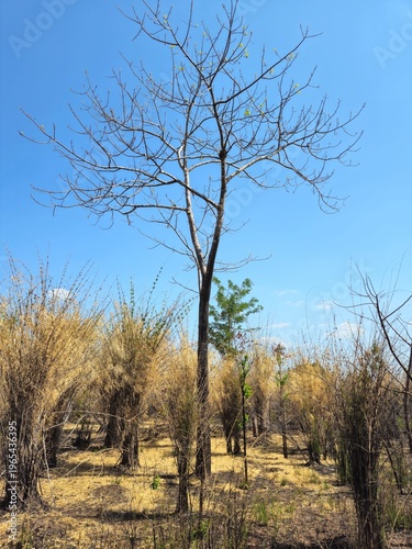 A resilient leafless tree showing new green leaves and sprouts, symbol of survival after a fire and drought in Gia Lai, Vietnam.