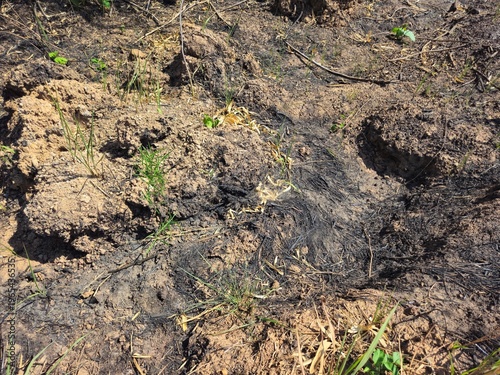 Close-up of scorched earth and burnt agricultural land after clearing brush in Gia Lai, Vietnam.