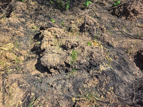 Close-up of scorched earth and burnt agricultural land after clearing brush in Gia Lai, Vietnam.