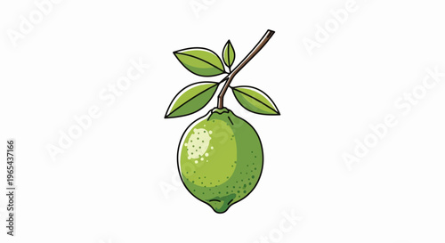 Cartoon illustration of a single green lime with leaves on a branch
