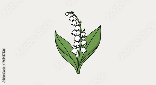 Delicate white bell-shaped flowers on green stalks with large leaves
