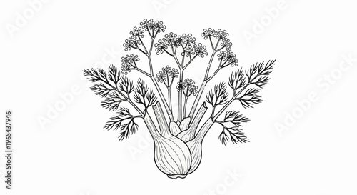 Detailed botanical illustration of a bulbous plant with feathery leaves and delicate flowers