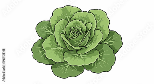 Detailed illustration of a vibrant green leafy vegetable