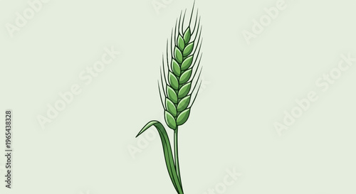 Single green wheat stalk with light green background