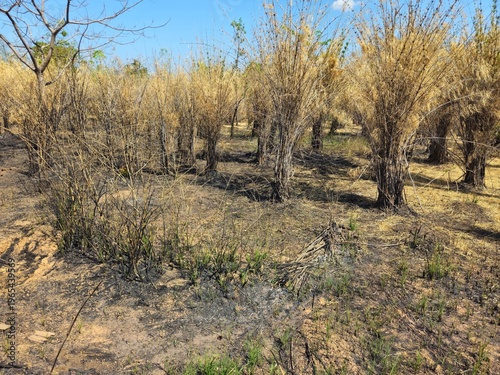 Arid landscape of dry burnt bushes and withered vegetation on scorched earth in Gia Lai, Vietnam, during the dry season.