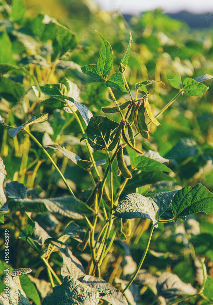 Fototapeta premium Soy beans grow in the field. Selective focus.