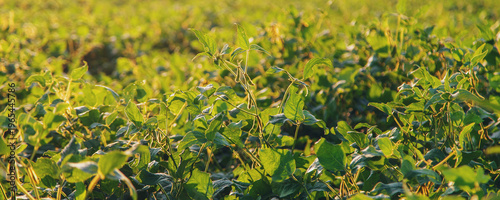 Soy beans grow in the field. Selective focus.