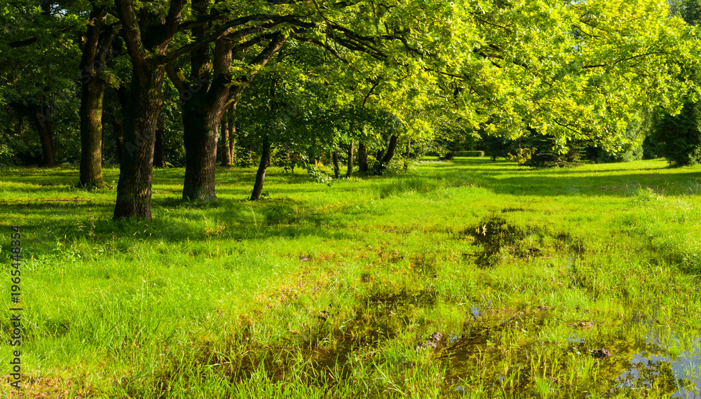 Obraz premium Summer park landscape, green summer trees lit by sunlight