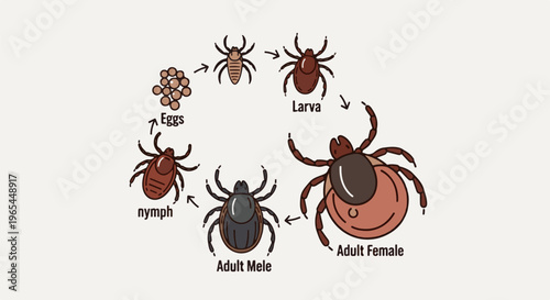 Diagram illustrates the life cycle stages of a tick from eggs to adult